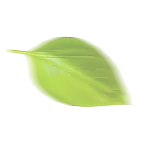 leaf
